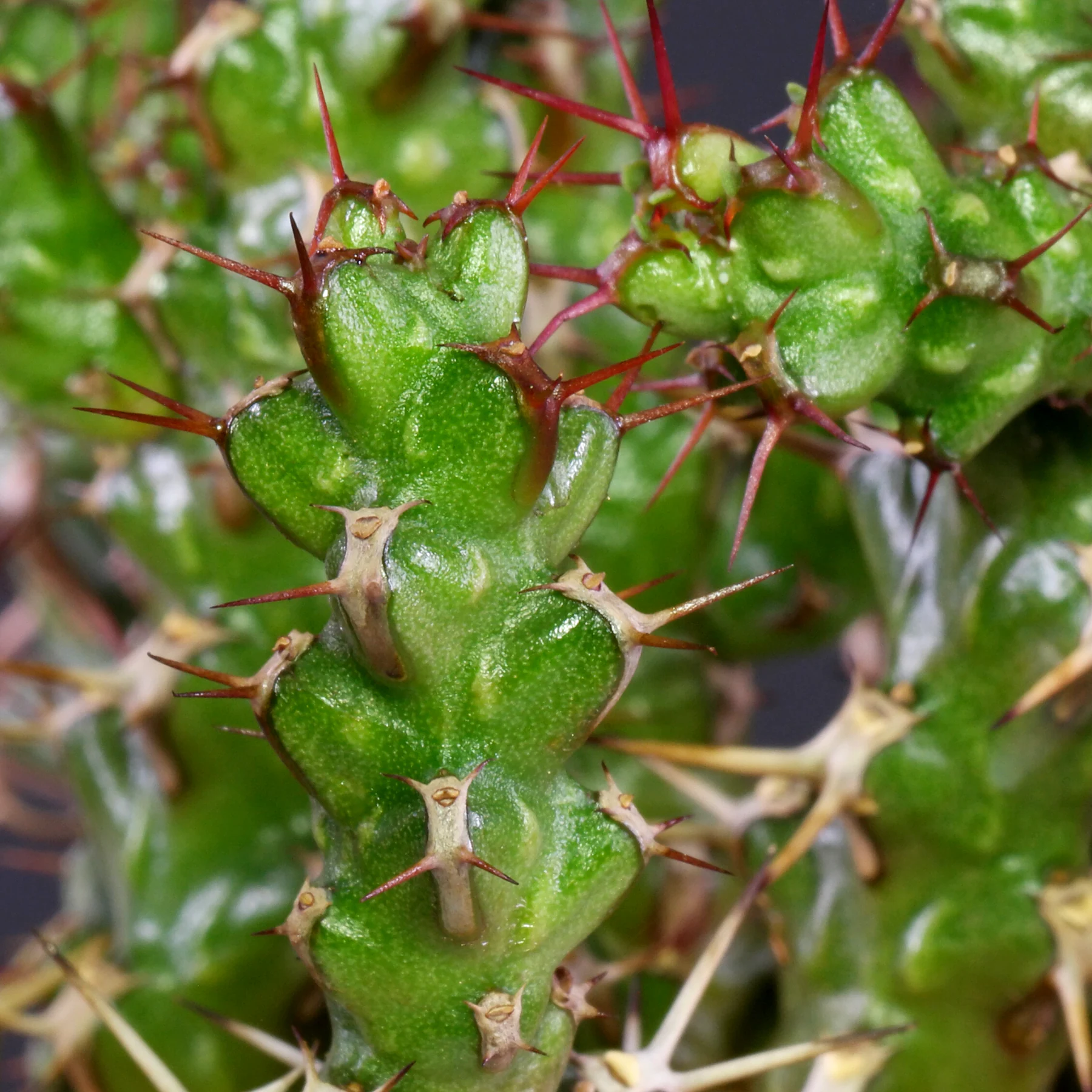 Euphorbia-lenewtonii-3