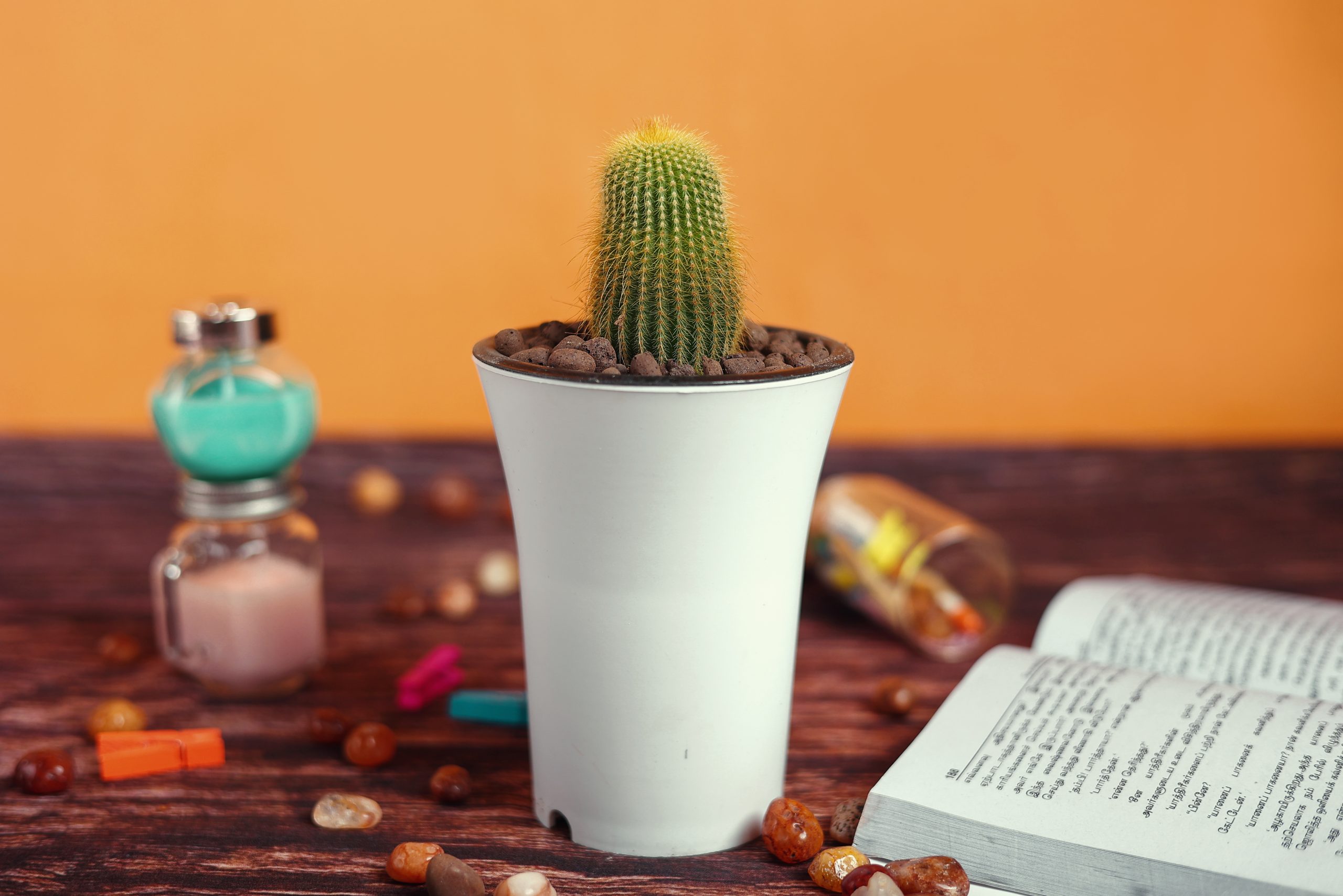 Notocactus leninghausii ‘Golden Ball Cactus live plant ( size 3 inches) flowering size 1