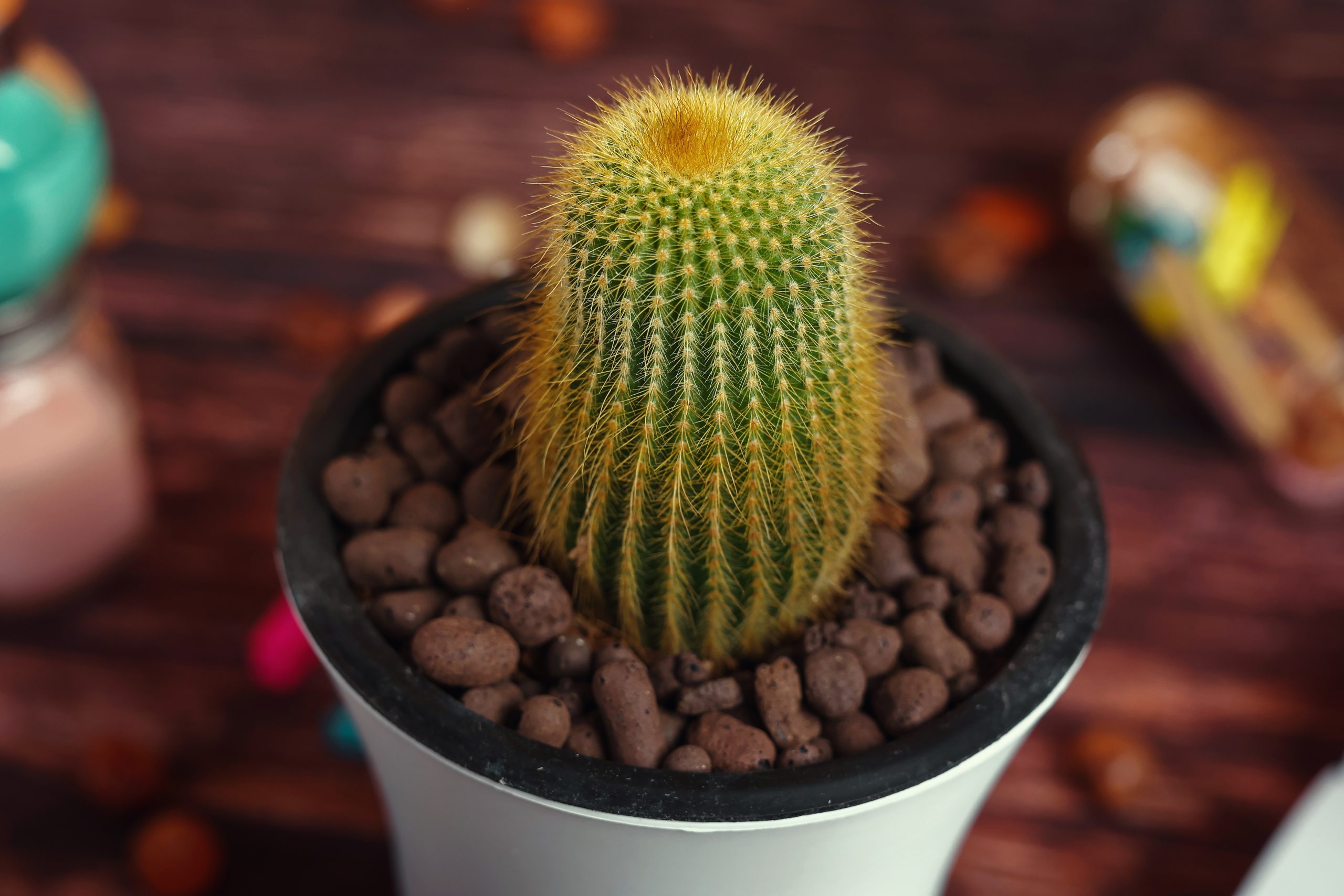 Notocactus leninghausii ‘Golden Ball Cactus live plant ( size 3 inches) flowering size 2