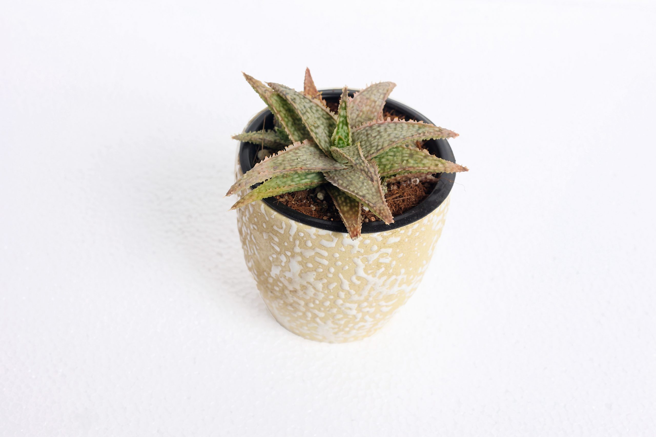 Aloe HYBRID succulent gifting desk plant in ceramic pot