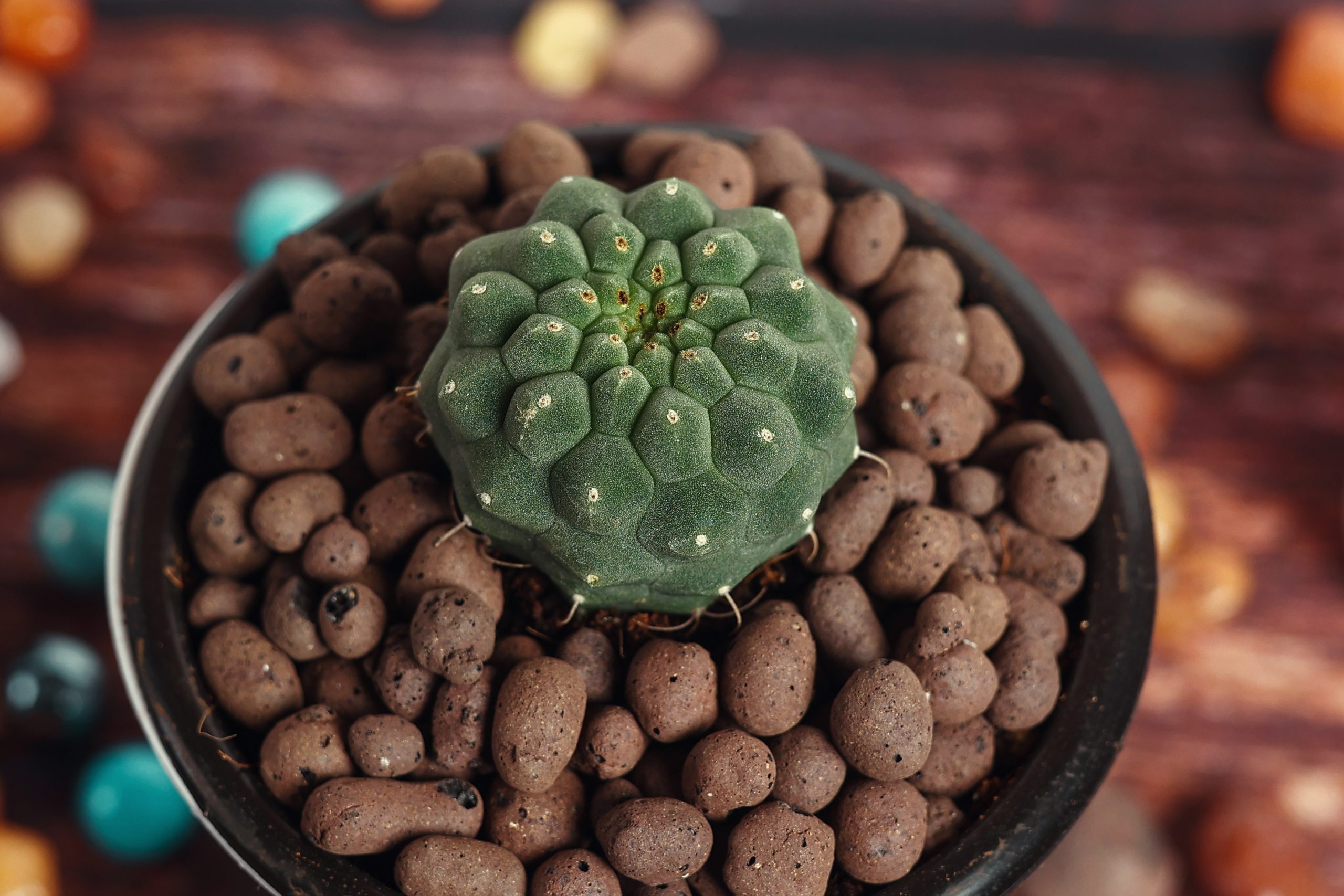 Matucana madisoniorum Rare Cactus Desk Plant