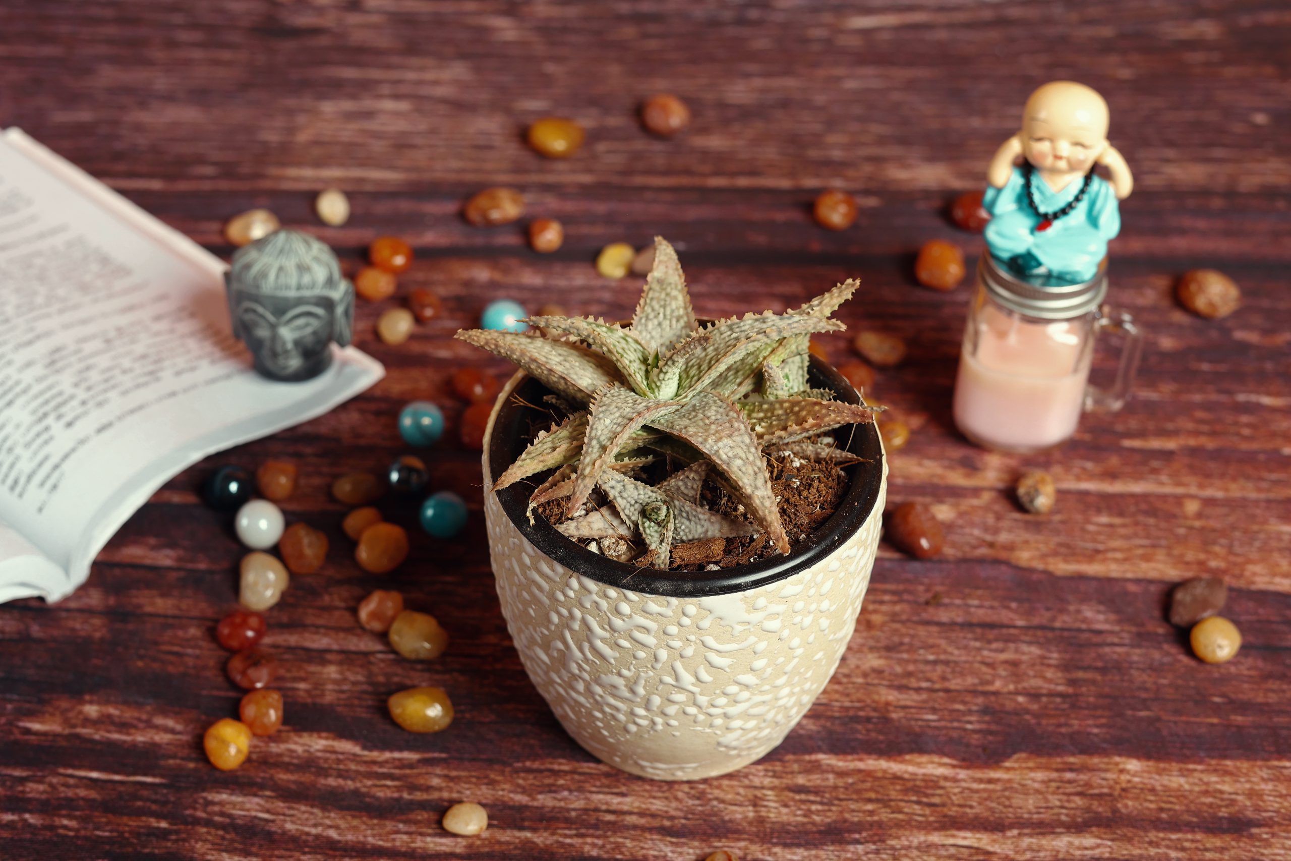 Aloe HYBRID succulent gifting desk plant in ceramic pot