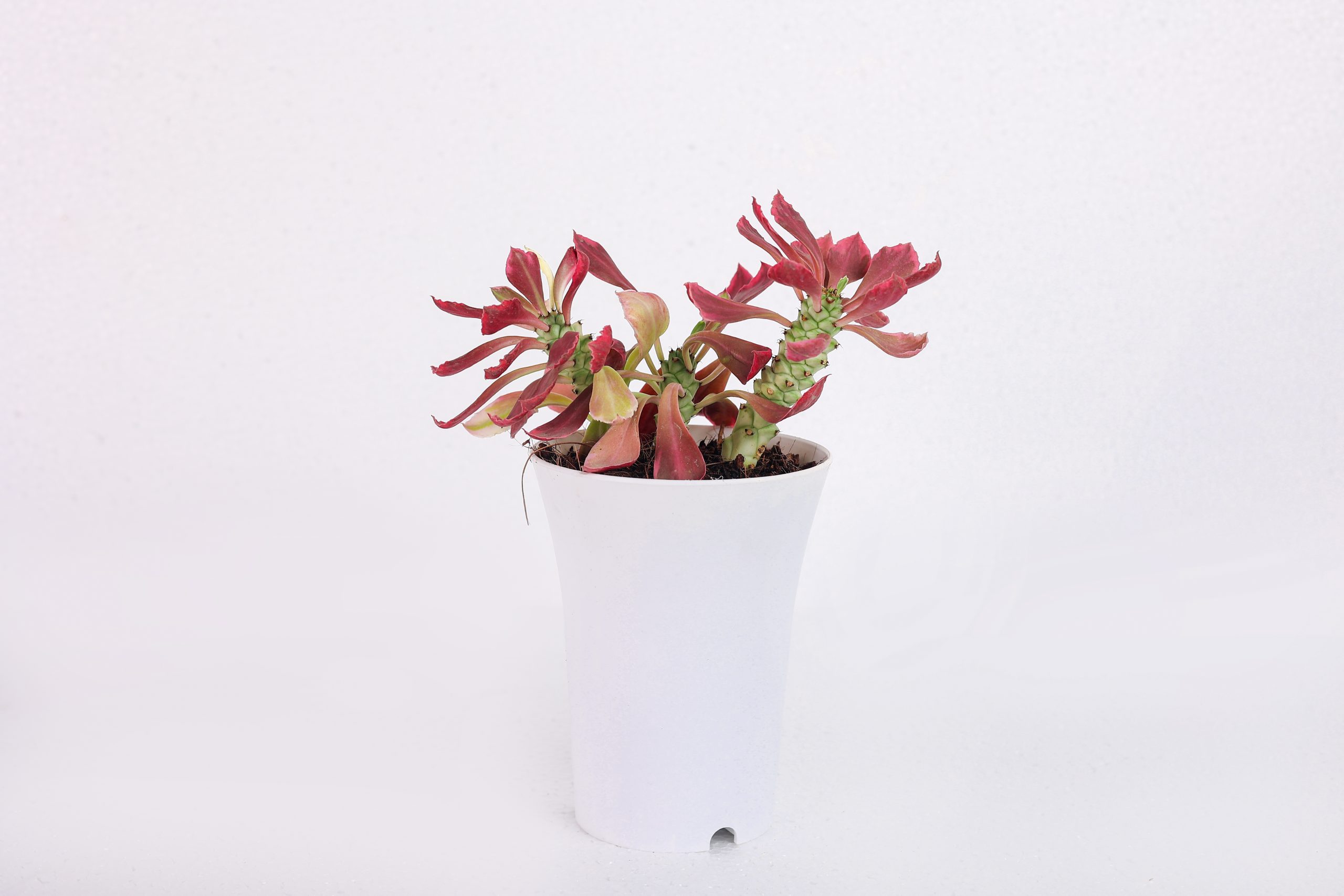 Monadenium stapelioides (Euphorbia neostapelioides) rare cactus live plant size 5 inches