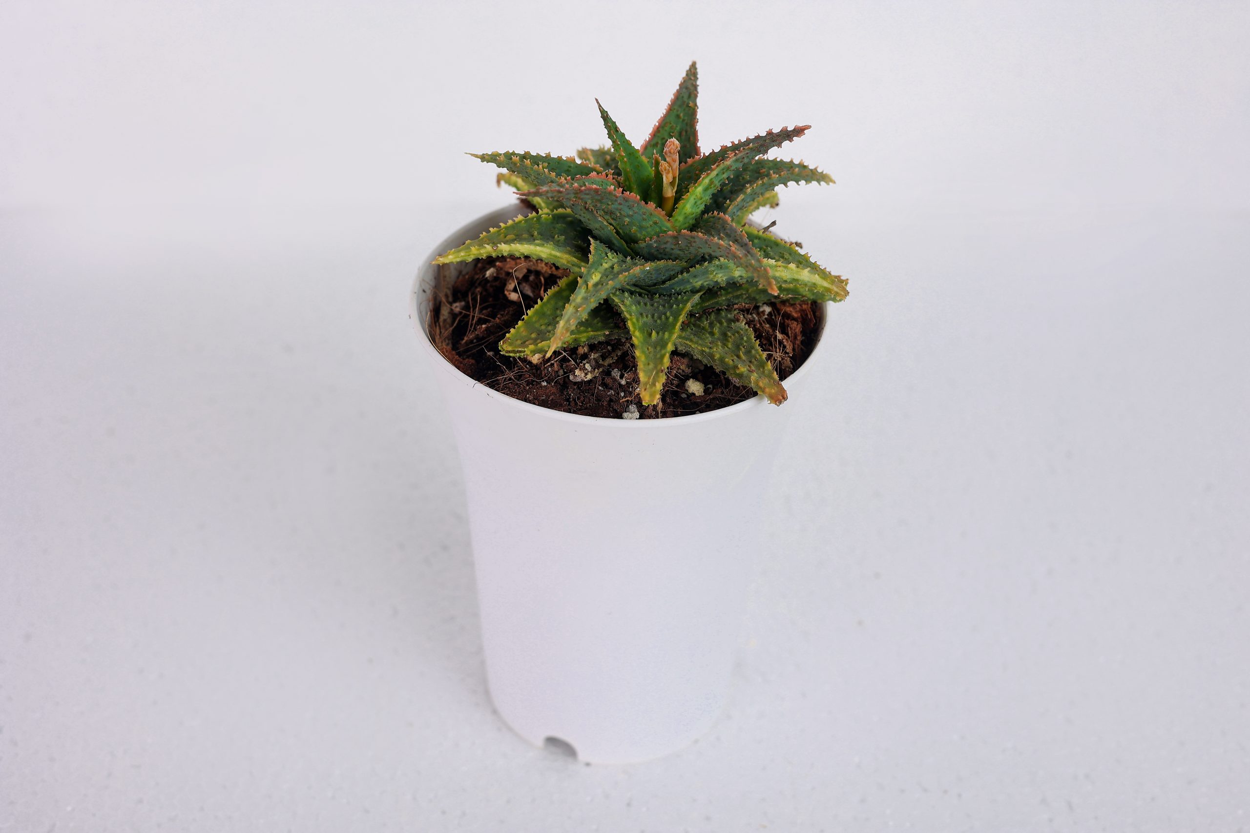 Aloe Christmas Carol succulent plant with pot