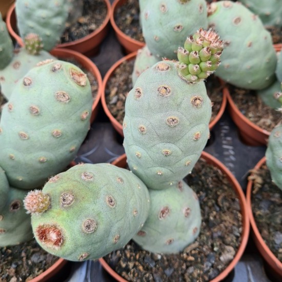 Tephrocactus articulatus inermis rare cactus live plant ( size 3 inches) flowering size 1