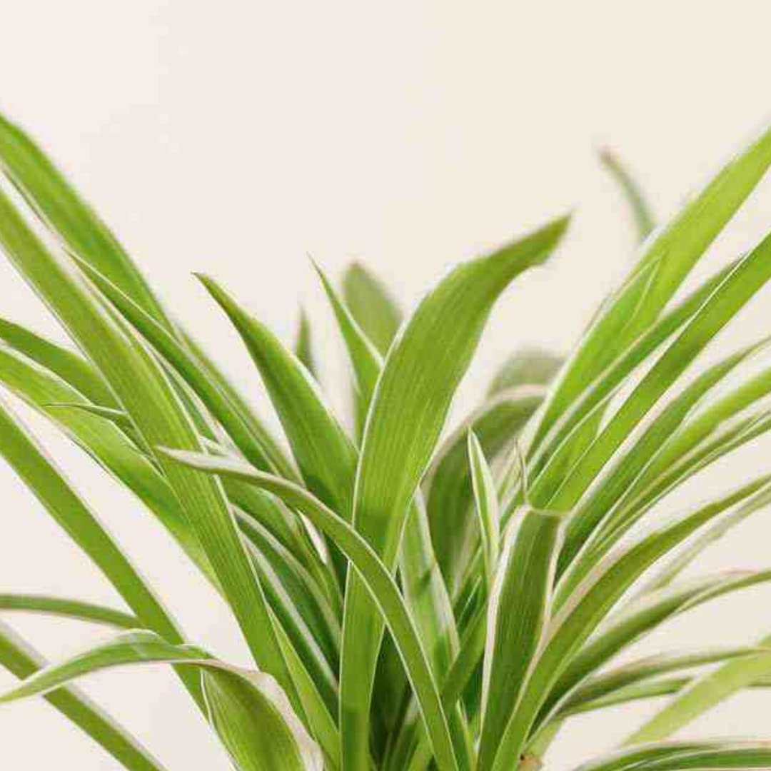 Spider Plant (Chlorophytum comosum) in 4.5 inch plastic pot