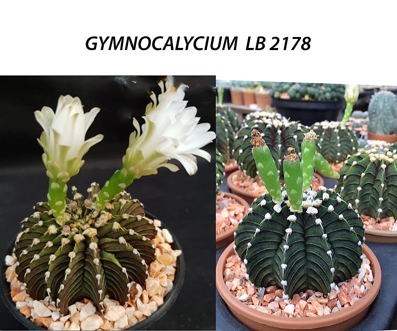 Gymnocalycium friedrichii LB 2178 Agua dulce rare Cactus Live Plant Size 3.5 inches Blooming Size