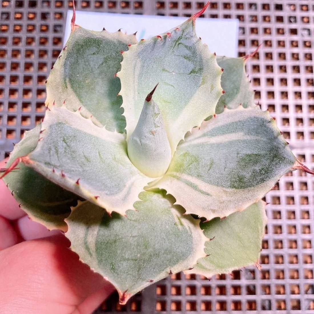 Agave Potatorum Variegated Tradewinds Rare Exotic agave healthy live plant 4 inches in white plastic pot