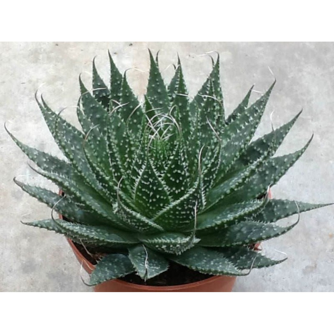 Aloe Aristata (LACE Aloe) rare succulent healthy live plant 4 inches in white plastic pot