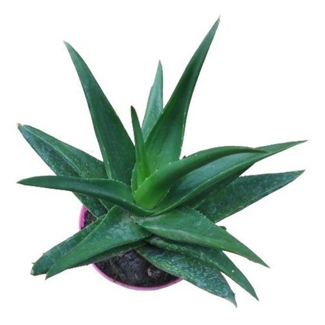 Aloe black gem rare succulent healthy live plant 4 inches in white plastic pot