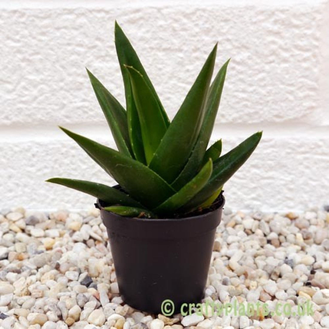 Aloe black gem rare succulent healthy live plant 4 inches in white plastic pot