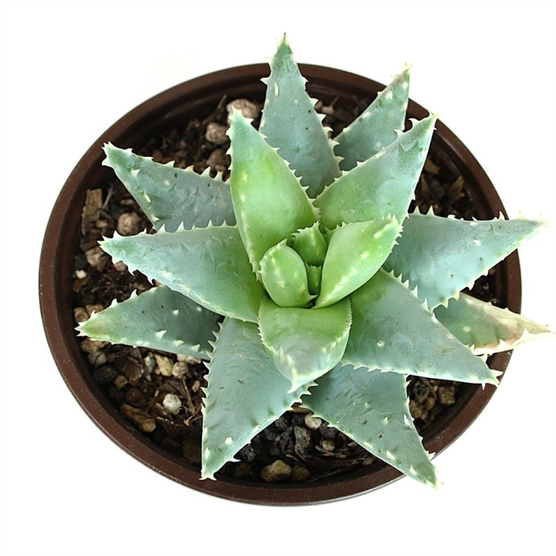 Aloe brevifolia Short-leaved Aloe rare succulent healthy live plant 4 inches in white plastic pot