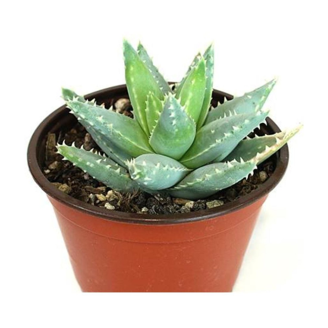 Aloe brevifolia Short-leaved Aloe rare succulent healthy live plant 4 inches in white plastic pot