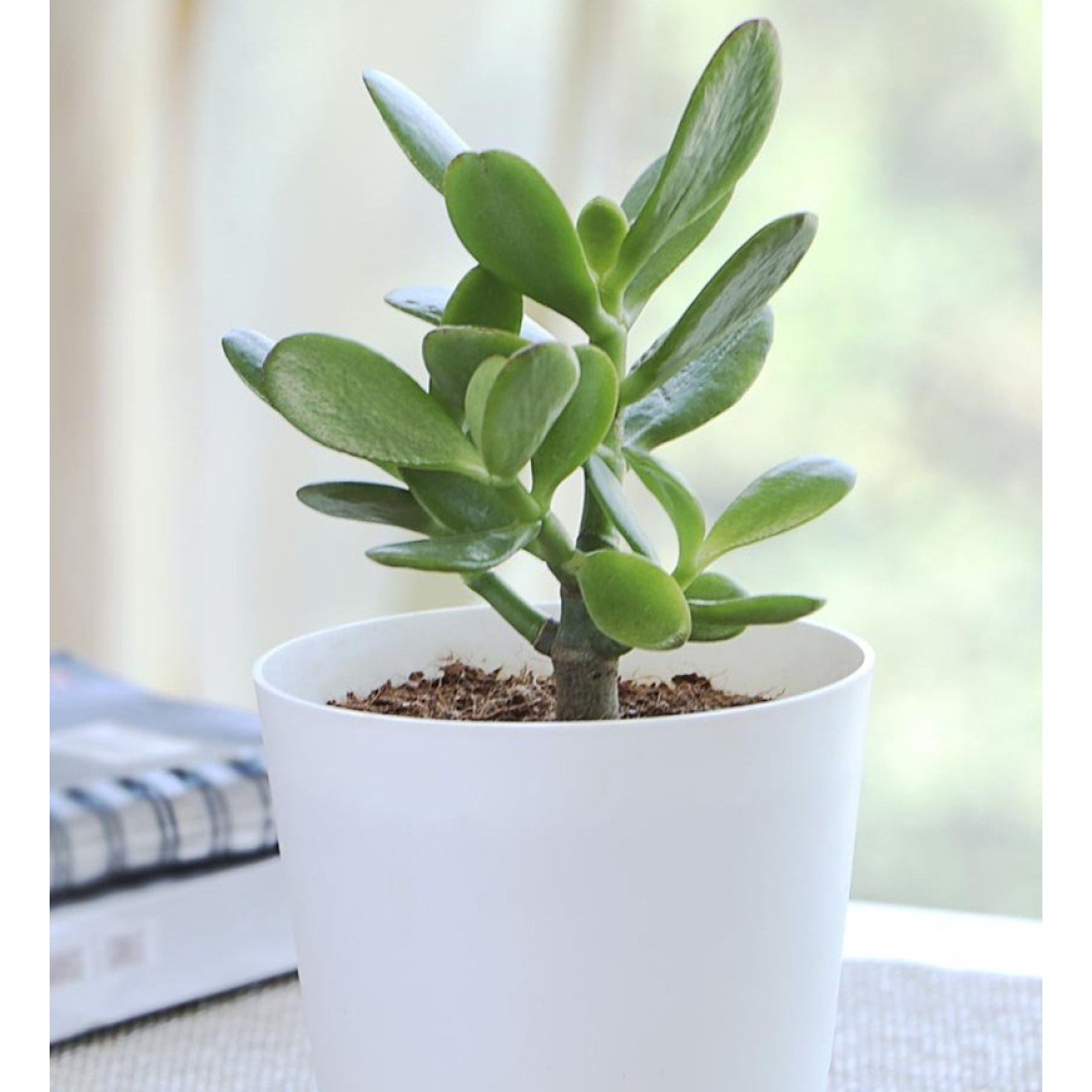Crassula ovata Money Tree (Jade) succulent Healthy live plant 5 inches in white plastic pot