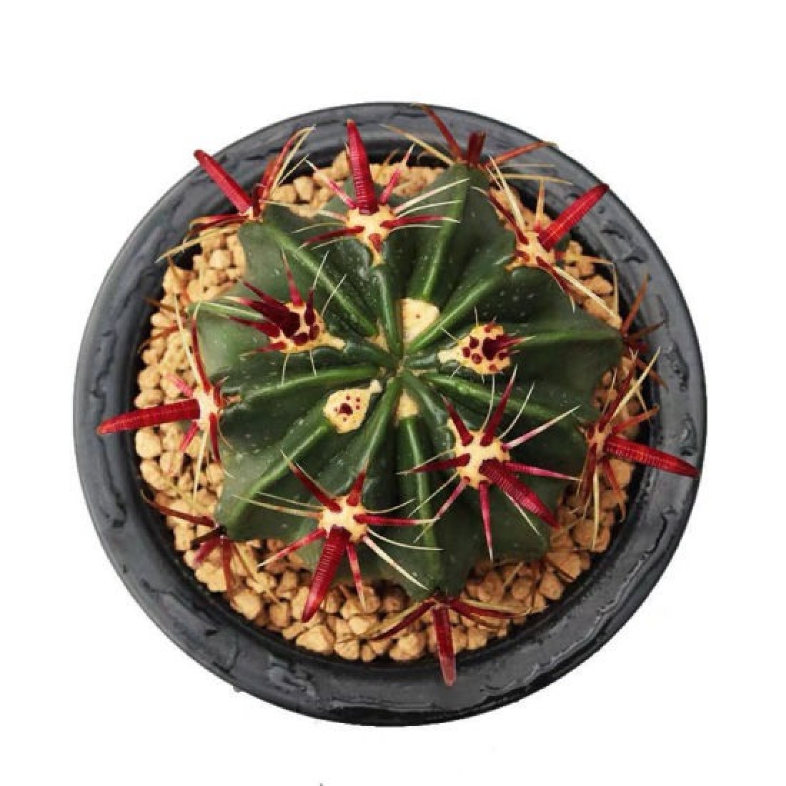 Ferocactus latispinus rectispinus rare flowering Cactus Live Plant Size 2.5 inches Blooming Size
