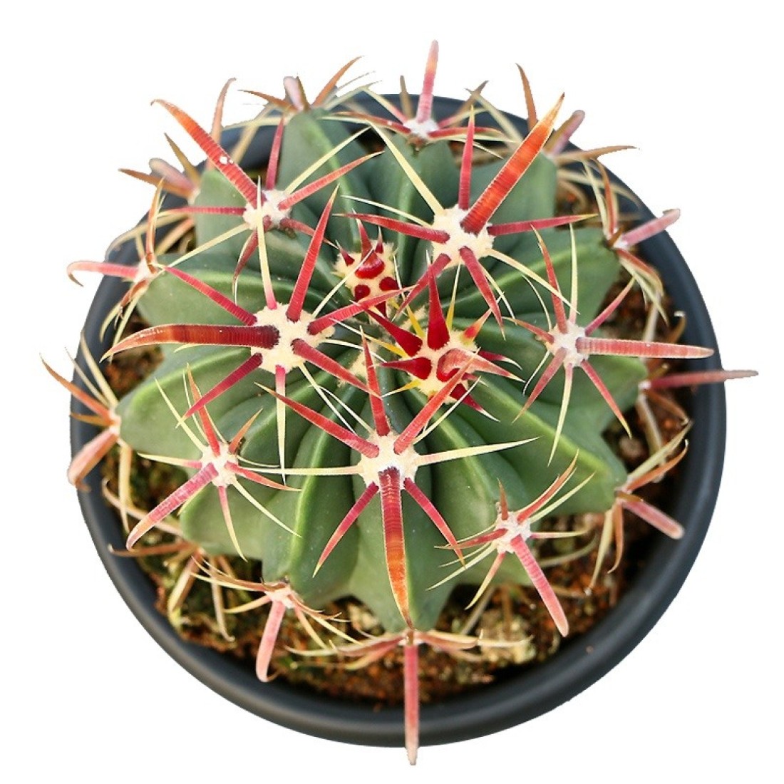 Ferocactus latispinus rectispinus rare flowering Cactus Live Plant Size 2.5 inches Blooming Size