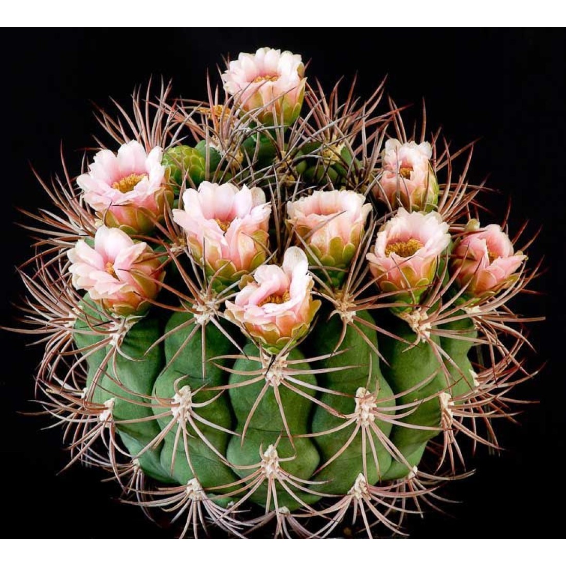 Gymnocalycium saglionis exotic rare Cactus Live Plant Size 8 inches big Blooming Size