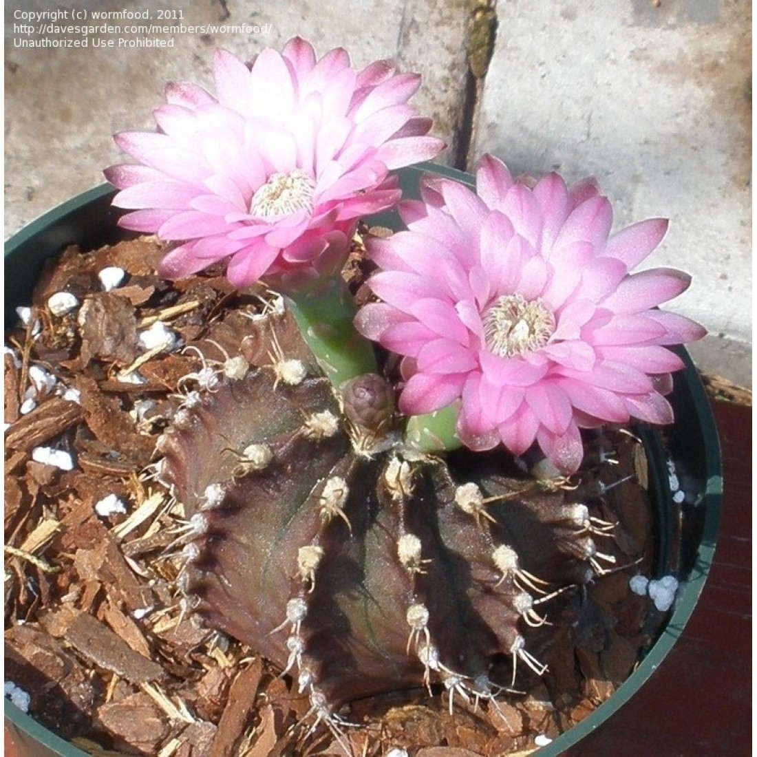 Gymnocalycium stenopleurum Cactus Live Plant Size 4 inches Blooming Size