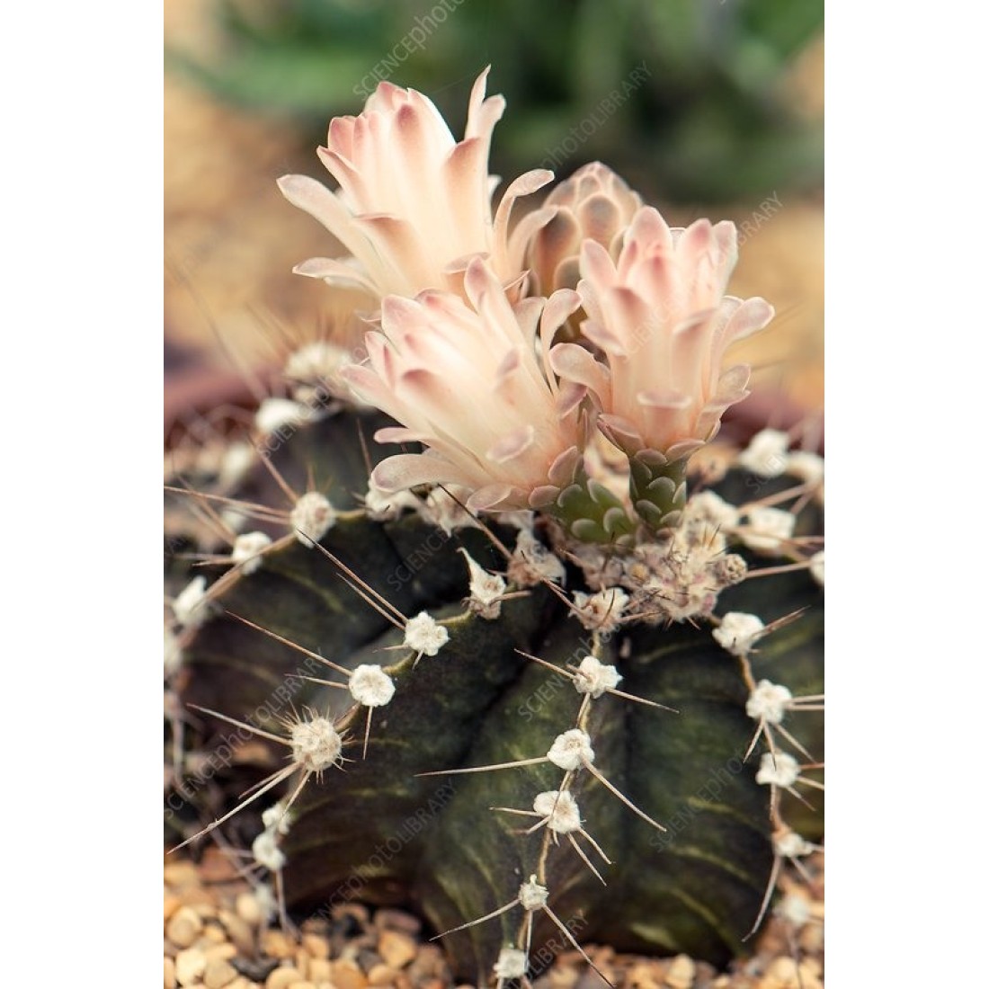 Gymnocalycium stenopleurum Cactus Live Plant Size 4 inches Blooming Size