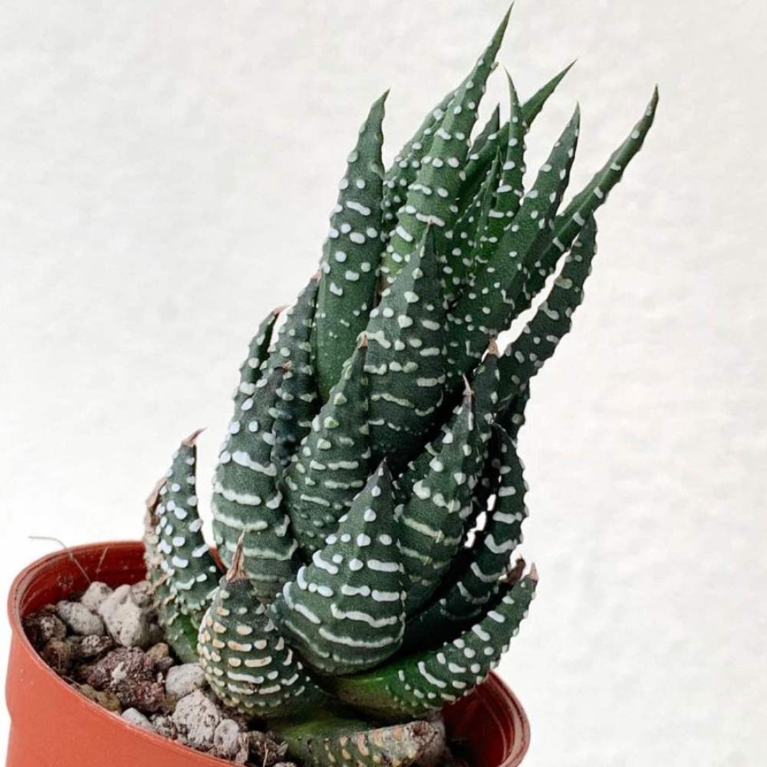Haworthia coarctata succulent healthy live plant 5 inches in white plastic pot