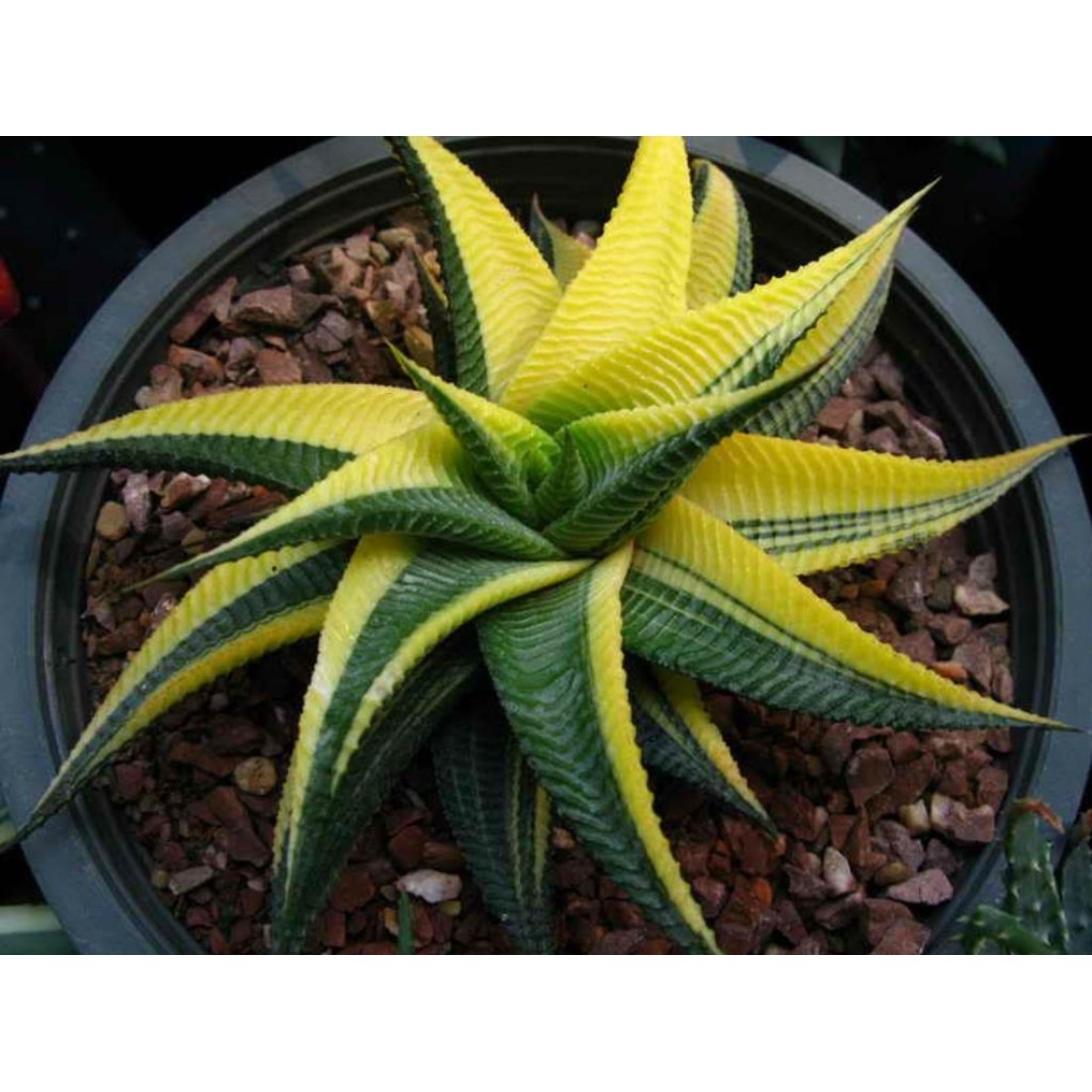 Haworthia limifolia variegated (Fairies Washboard) rare succulent healthy live plant 4 inches in white plastic pot