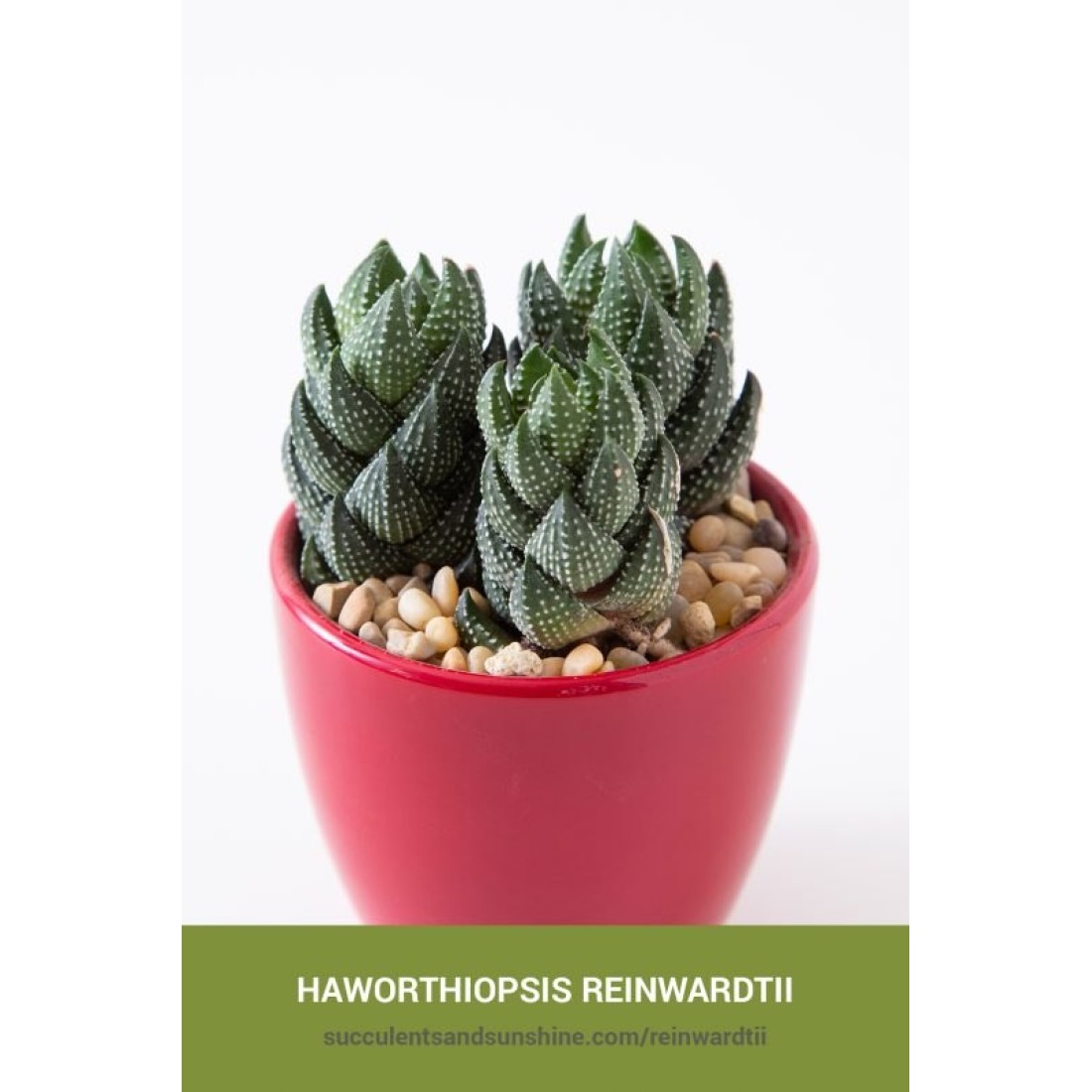 Haworthia reinwardtii succulent plant with pot