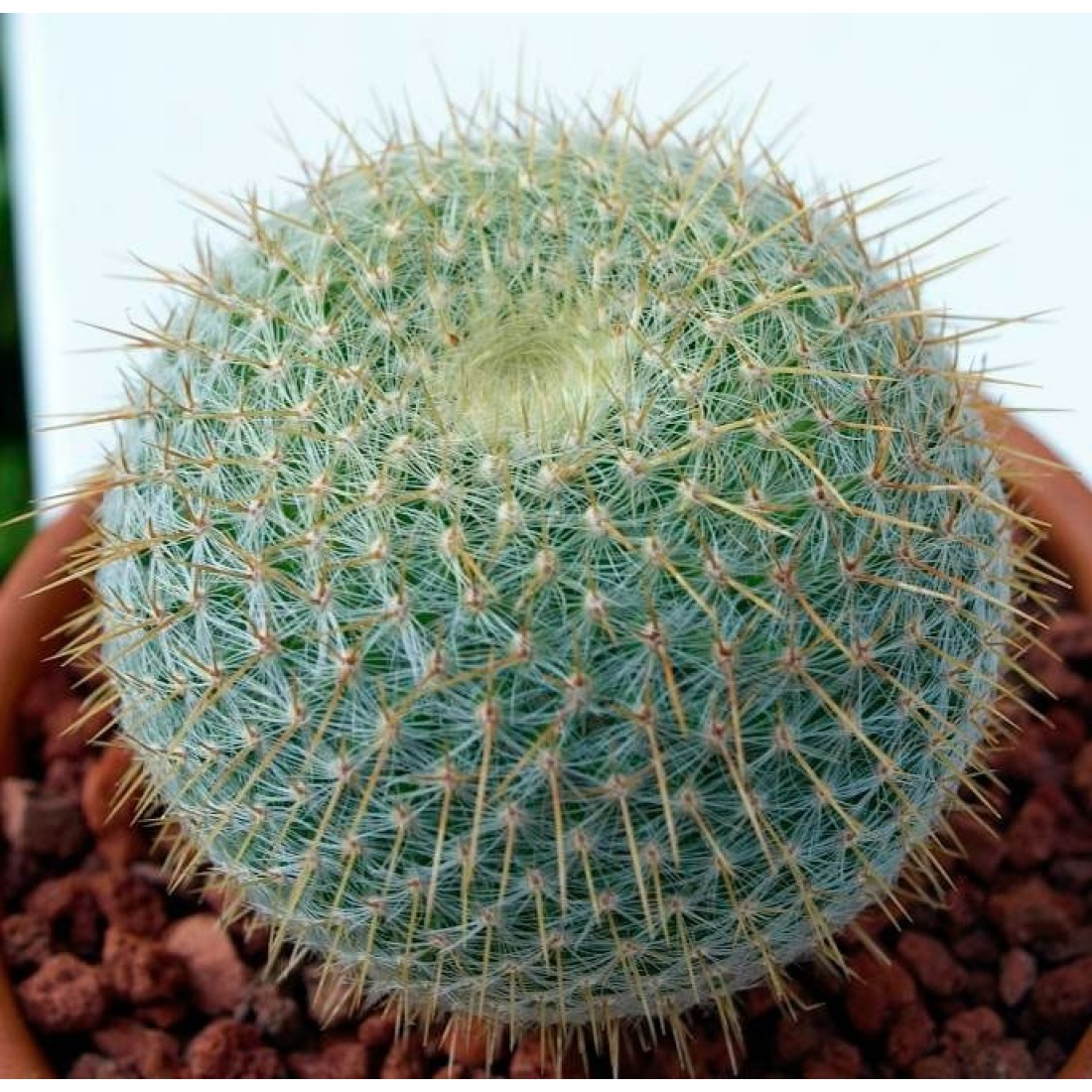 Mammillaria CELSIANA(PINCUSHION) cactus live plant ( size 3 inches) flowering size 1