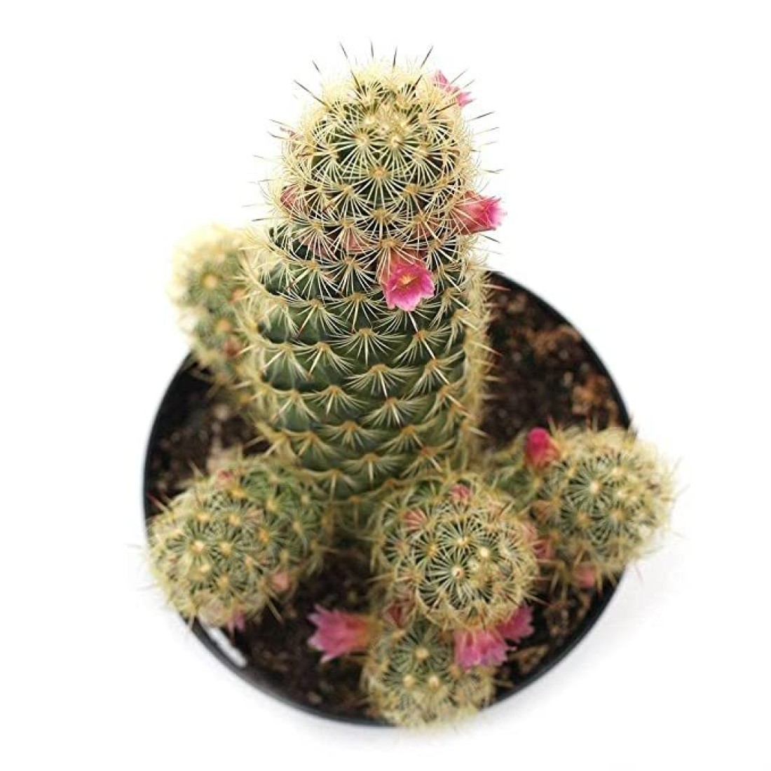 Mammillaria ELONGATA (Lady fingers) cactus plant