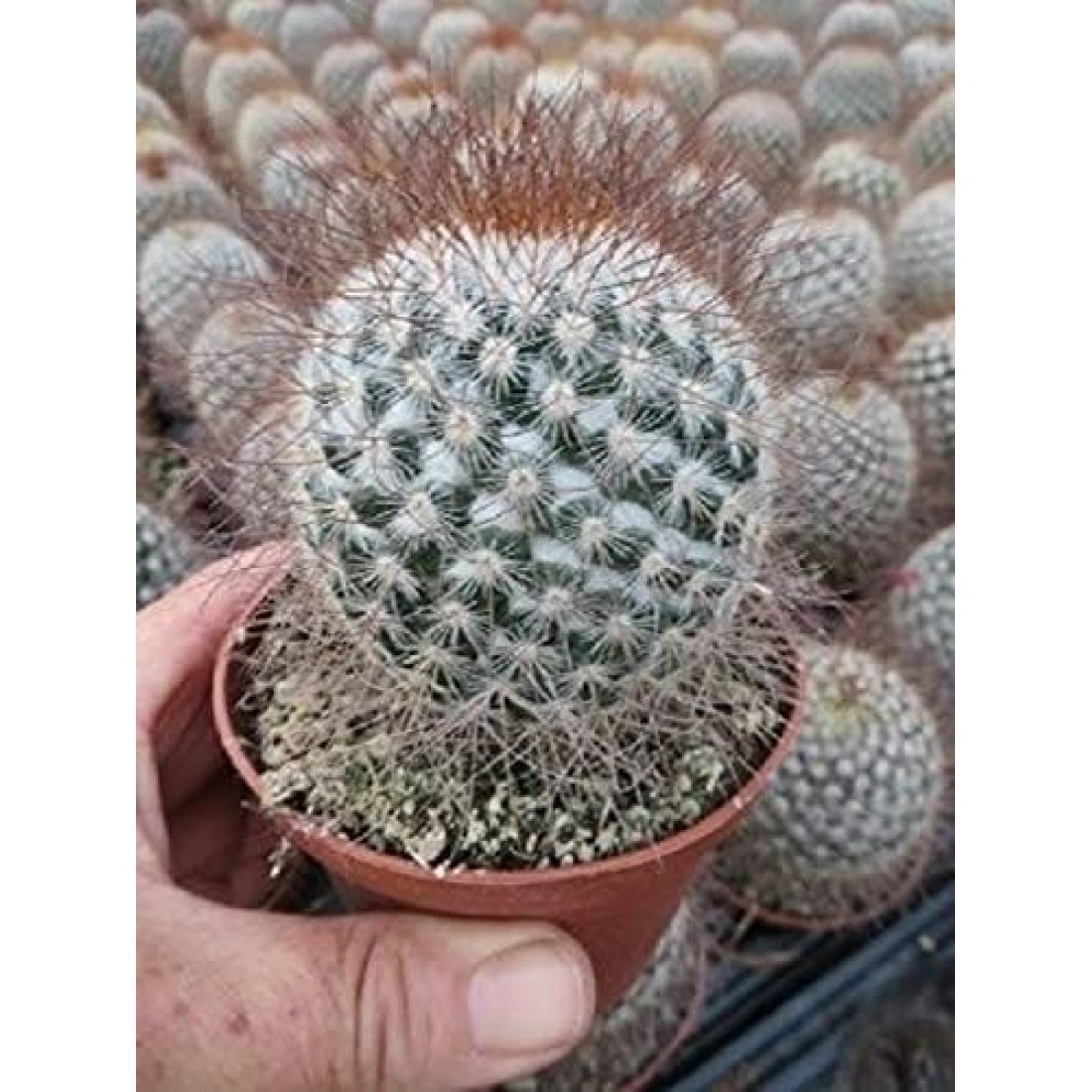 Mammillaria LEPTACANTHA cactus live plant ( size 3 inches) flowering size 1