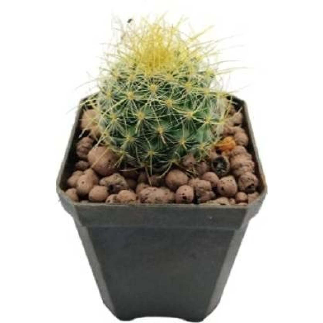 Mammillaria Rhodantha PRINGLEI(lemon ball) cactus live plant ( size 3 inches) flowering size 1