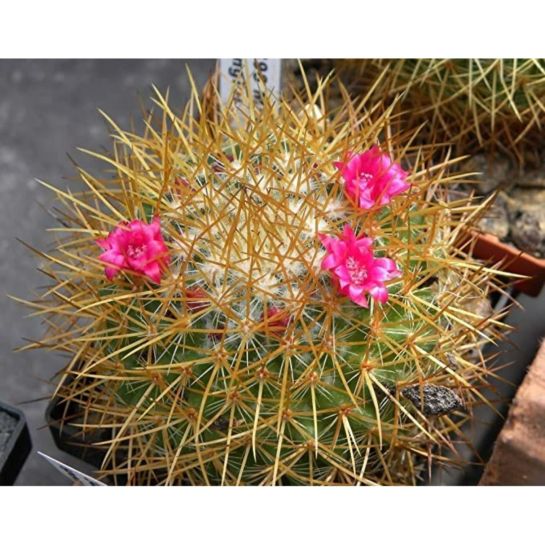 Mammillaria Rhodantha PRINGLEI(lemon ball) cactus live plant ( size 3 inches) flowering size 2