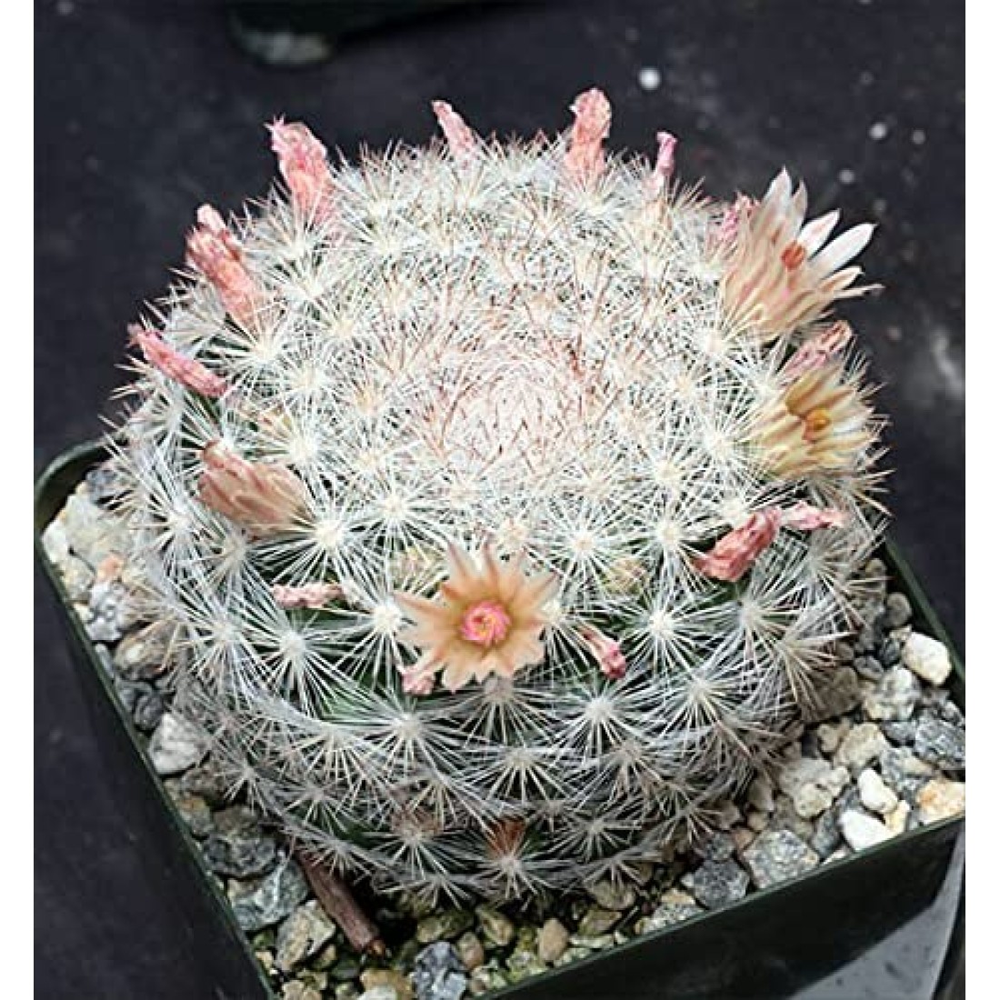Mammillaria candida (SNOWBALL) cactus live plant ( size 3 inches) flowering size 1