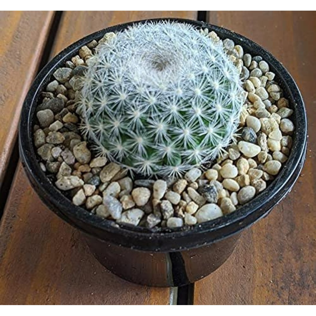 Mammillaria candida (SNOWBALL) cactus live plant ( size 3 inches) flowering size 2