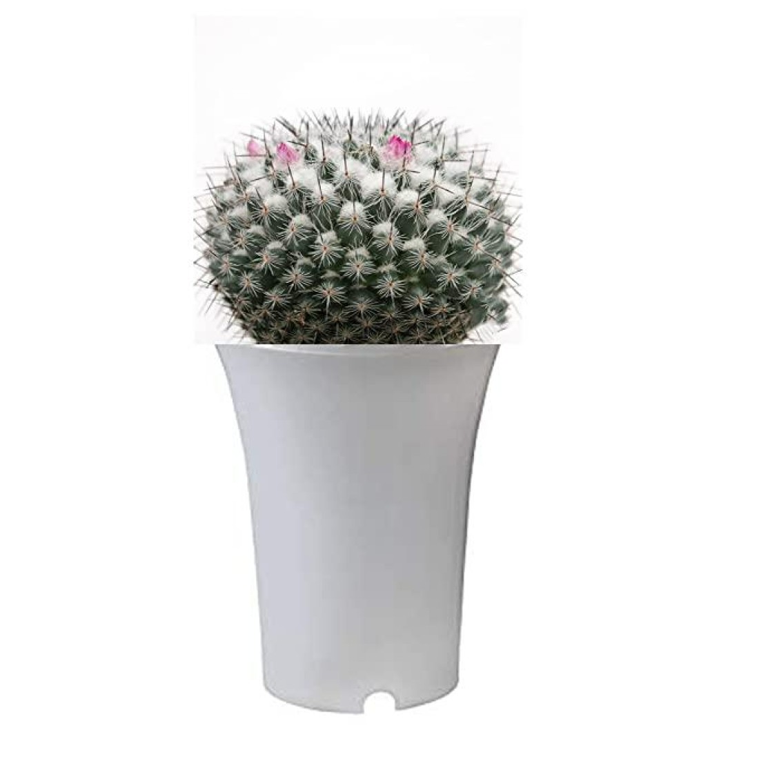 Mammillaria hahniana cactus live plant ( size 3 inches) flowering size 1