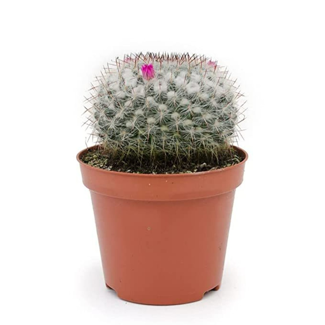 Mammillaria hahniana cactus live plant ( size 3 inches) flowering size 2