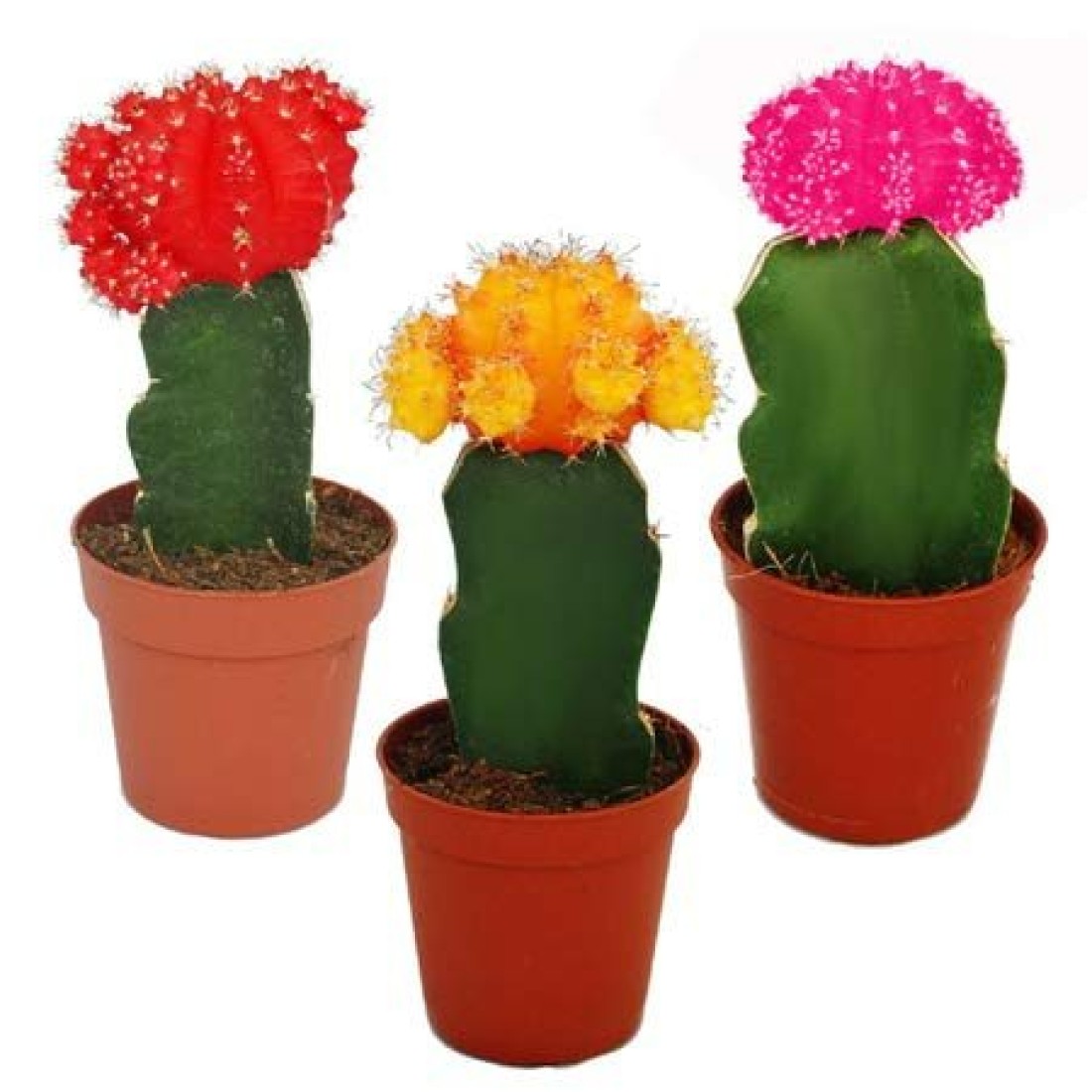 Moon Cactus Pack of 3 Plants (Red,Yellow,Pink)|Live Cactus Plant 1