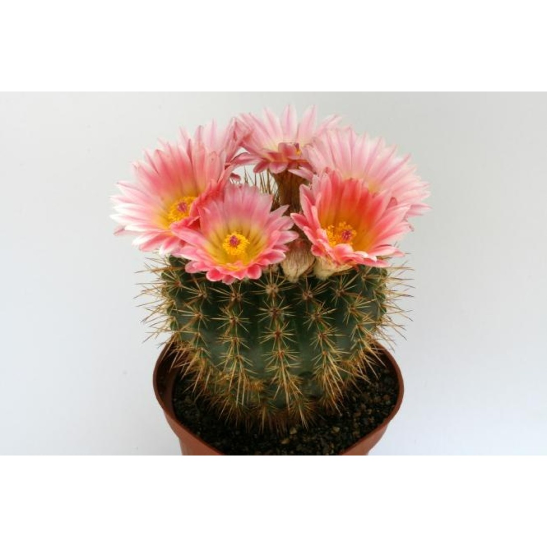 Notocactus ROSEOLUTEUS / PARODIA MAMMULOSA FLOWERING Cactus