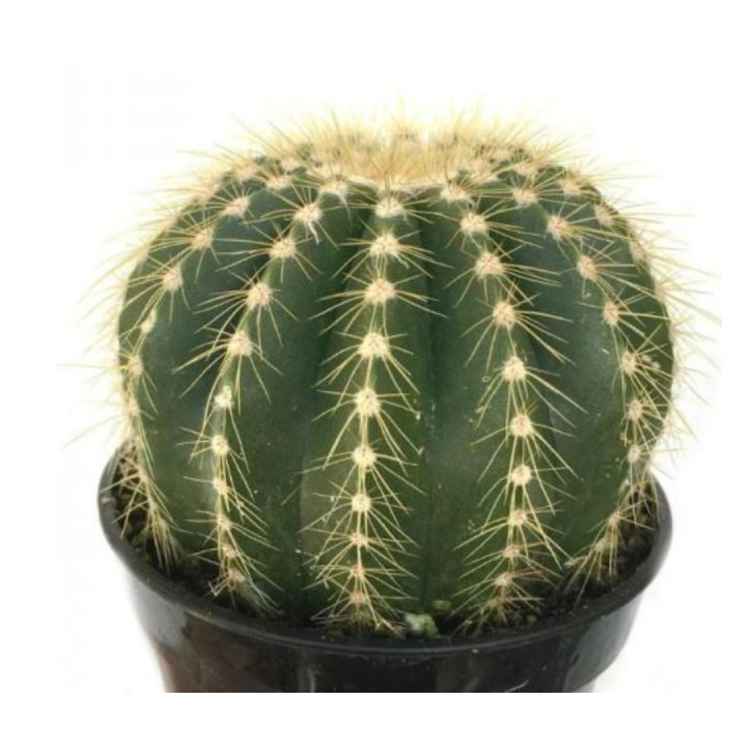Notocactus magnificus ‘Balloon Cactus’ live plant