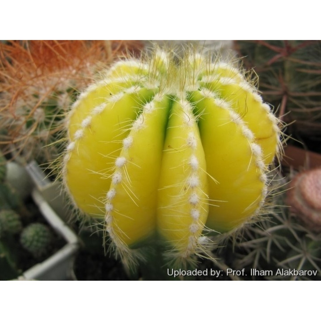 Notocactus Magnificus variegata ‘Balloon Cactus’ live plant