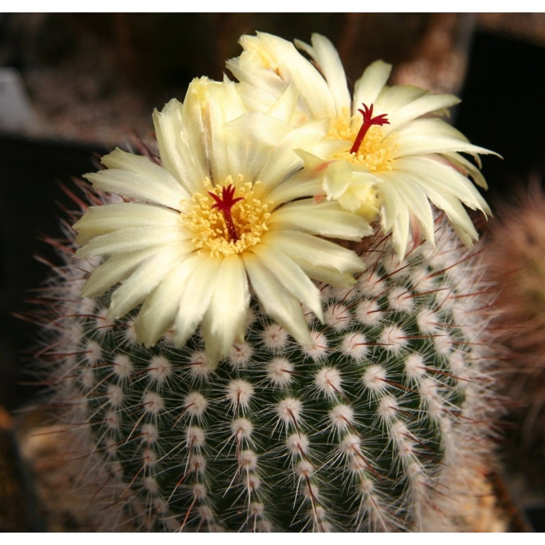 Notocactus scopa ‘Silver Ball Cactus’ plant 1