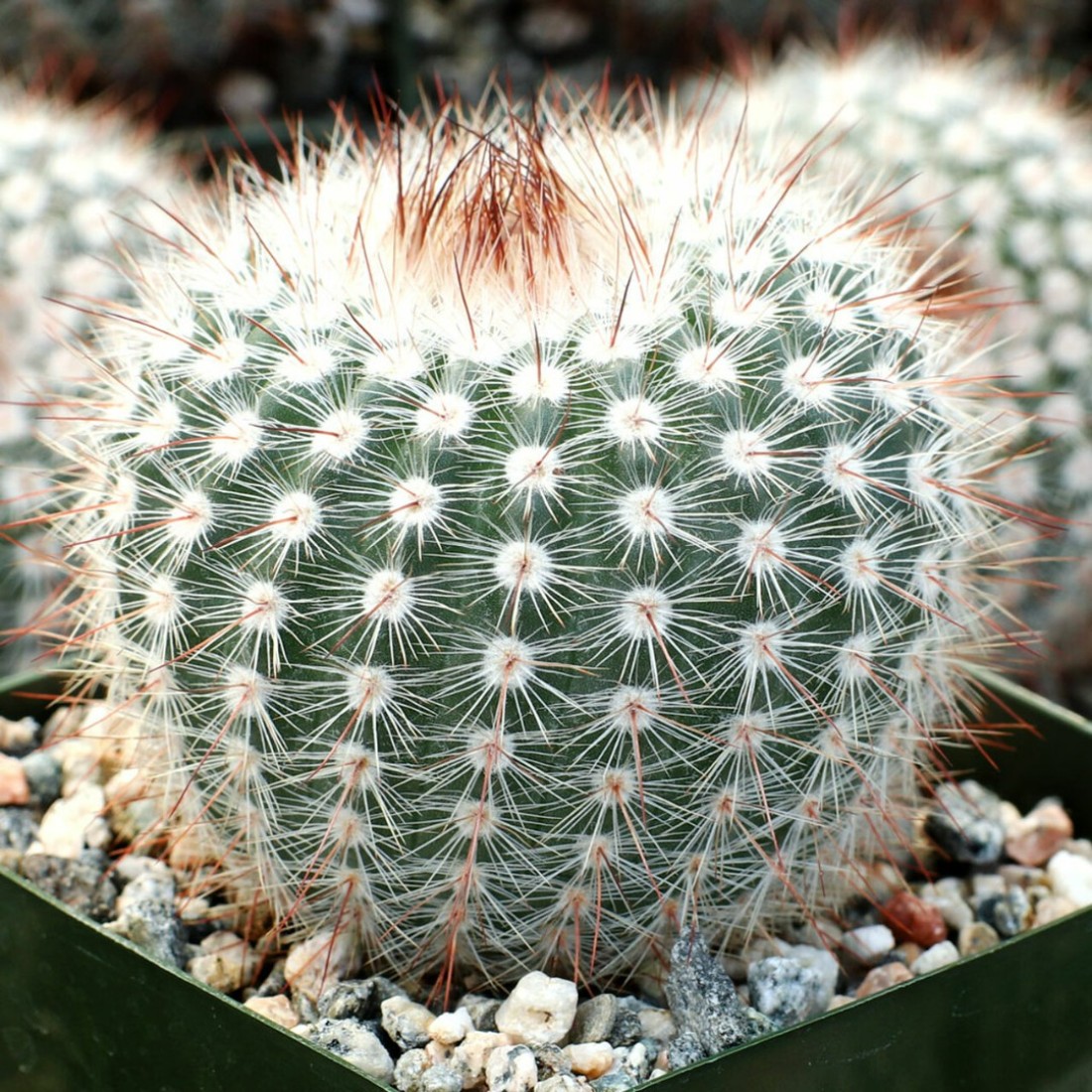 Notocactus scopa ‘Silver Ball Cactus’ plant 2