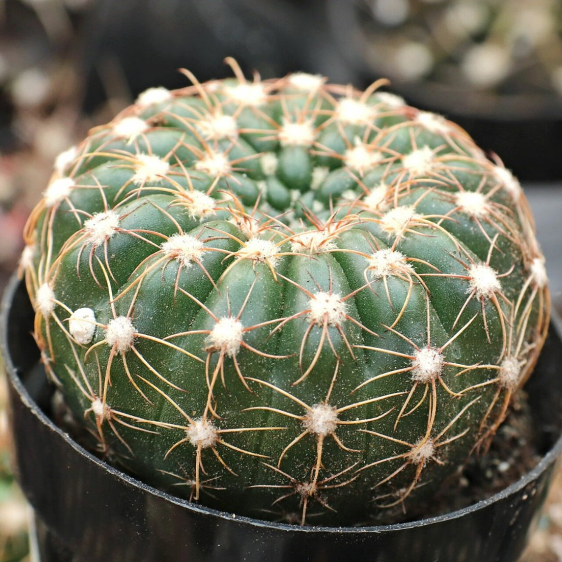 Notocactus uebelmannianus (Parodia werneri) cactus plant