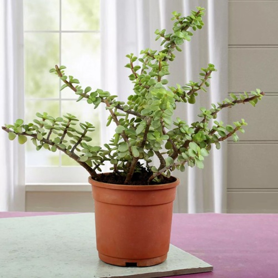 Portulacaria afra cascade (Dwarf Jade) succulent Healthy live plant 5 inches in white plastic pot