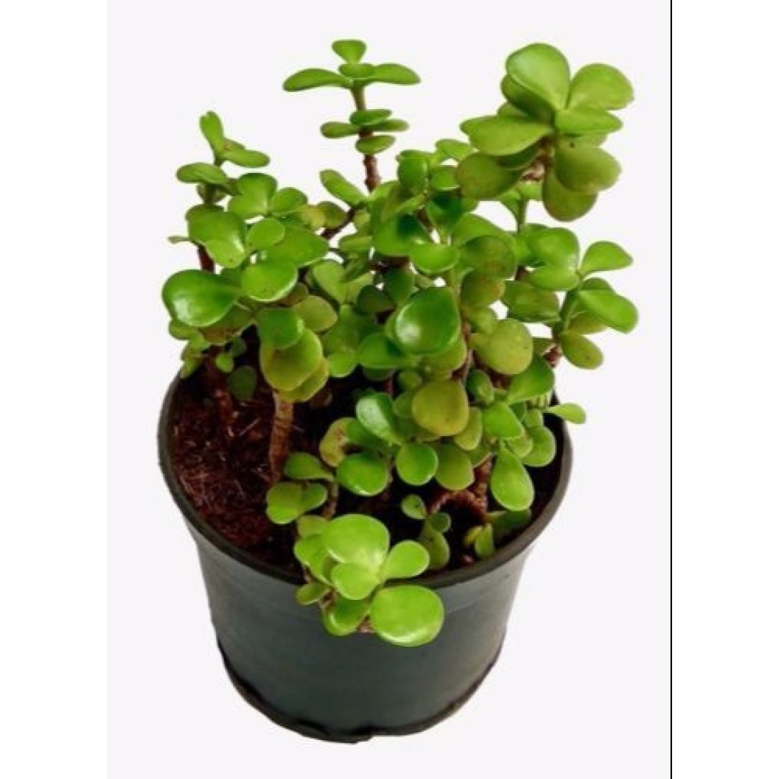 Portulacaria afra cascade (Dwarf Jade) succulent Healthy live plant 5 inches in white plastic pot