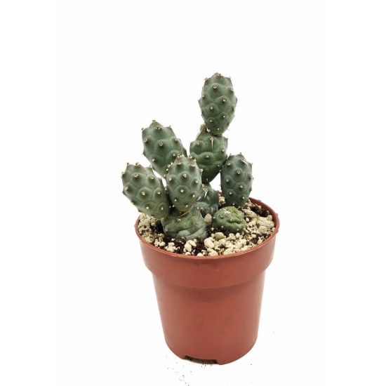 Tephrocactus articulatus inermis rare cactus live plant ( size 3 inches) flowering size 2