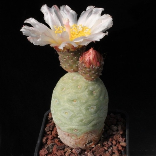 Tephrocactus geometricus rare cactus live plant ( size 3 inches) flowering size 1