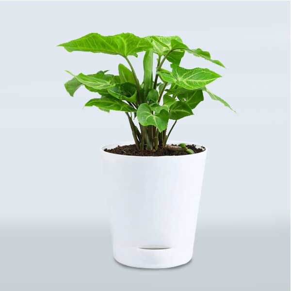 Self Watering Pots/Planters(Pack of 100) 2